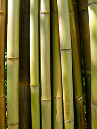 Bambusbrunnen